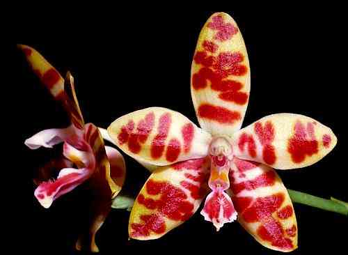 Phalaenopsis mariae